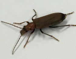 wharf borer