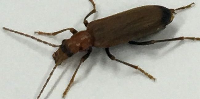 wharf borer