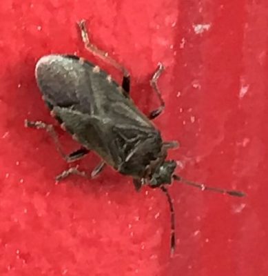 Elm seed bugs