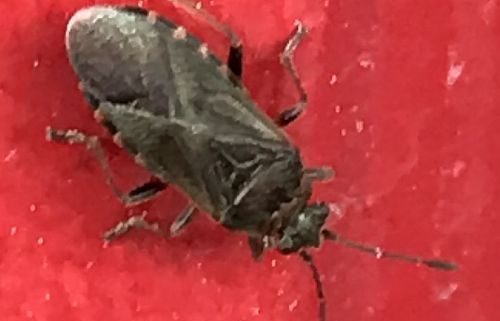 Elm seed bugs