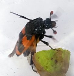 sexton/burying beetle