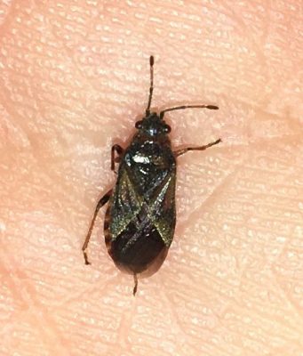 Elm seed bug