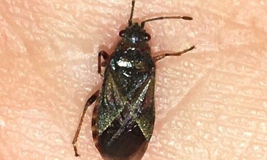 Elm seed bug