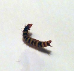 larva of dermestid beetle