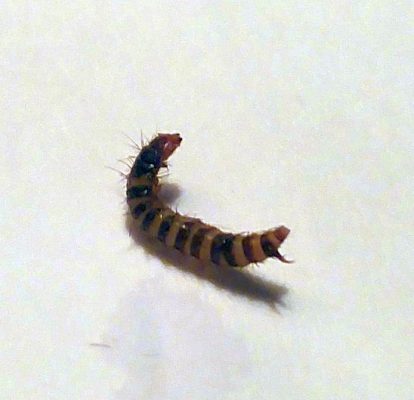 larva of dermestid beetle