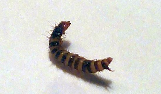 larva of dermestid beetle