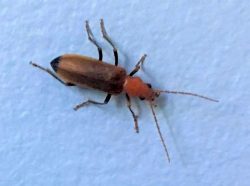 wharf borer