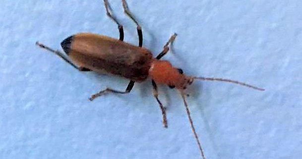 wharf borer