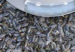water boatmen