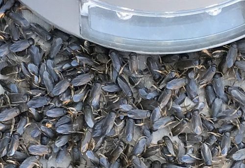 water boatmen