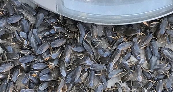 water boatmen