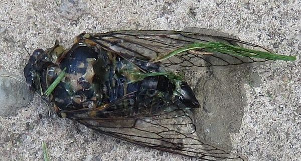‘dog-day’ cicada