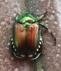 Japanese beetle