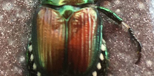 Japanese beetle