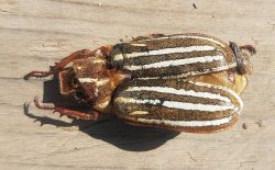 lined June beetles