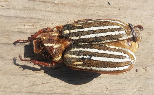 lined June beetles