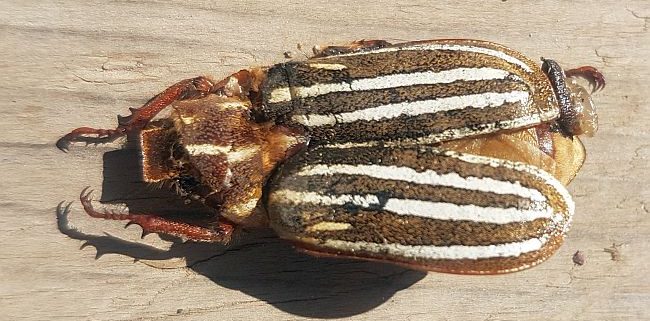 lined June beetles