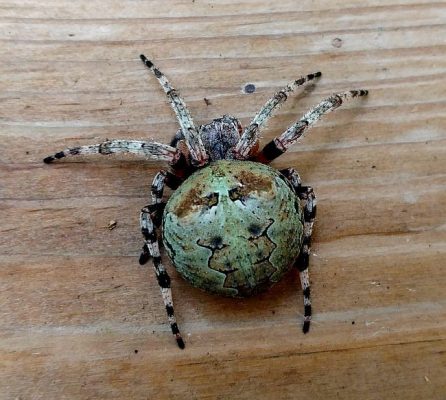 giant lichen orb weaver