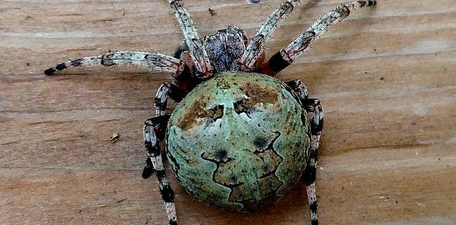 giant lichen orb weaver