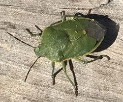 Stink Bug