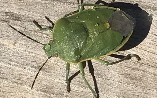 Stink Bug