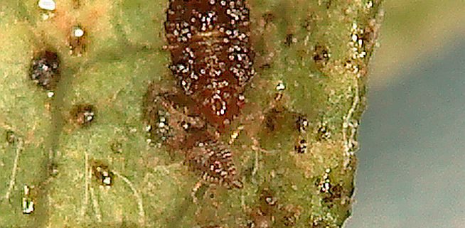 scale insects