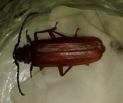 brown prionid