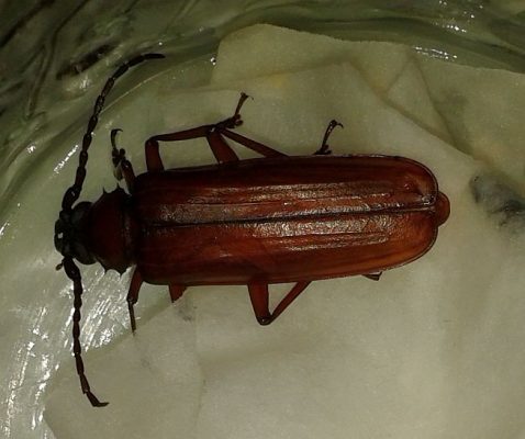 brown prionid