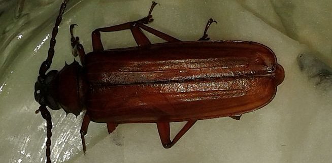 brown prionid