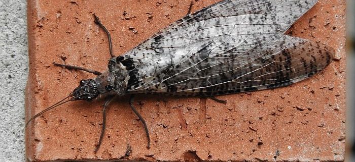 Fishfly