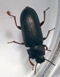 darkling beetle