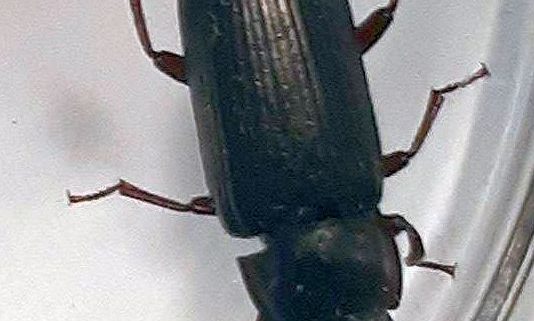 darkling beetle