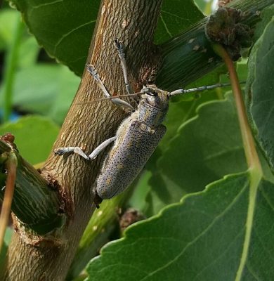 roundheaded poplar borer