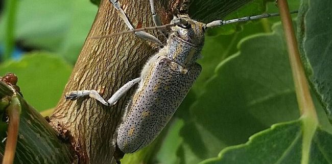 roundheaded poplar borer