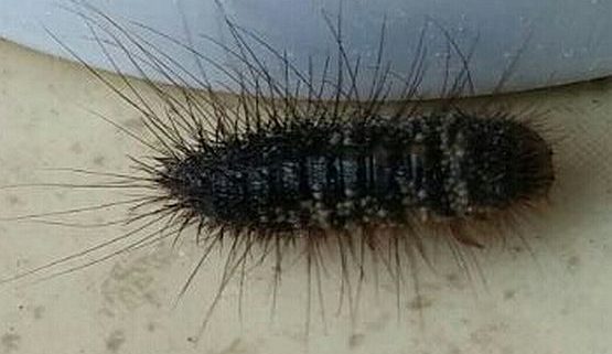 Dermestidae carpet beetle larva