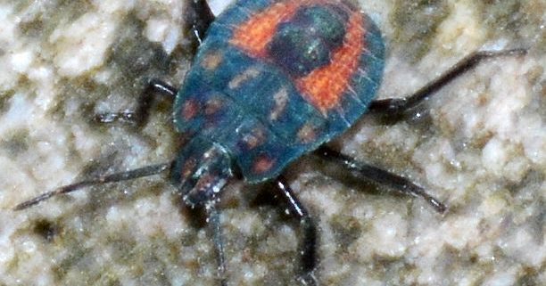 Stink bug nymph