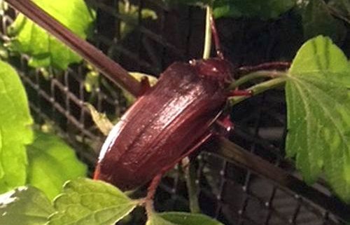 long-horned wood-boring beetle