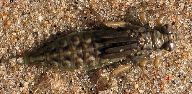 dragonfly naiad (nymph)