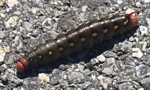 Sphinx moth caterpillar