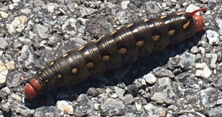 Sphinx moth caterpillar