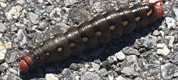 Sphinx moth caterpillar