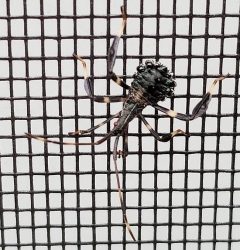 leaf-footed bug nymph