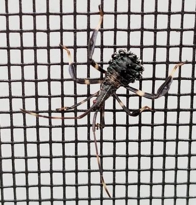 leaf-footed bug nymph
