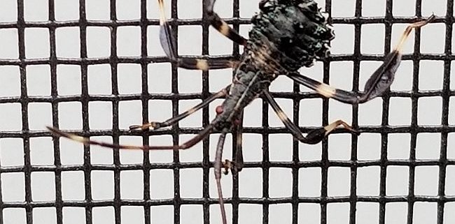 leaf-footed bug nymph