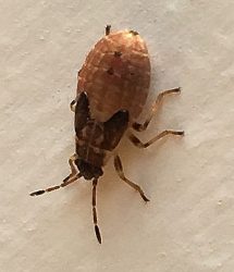 dirt-colored seed bug or false chinch bug