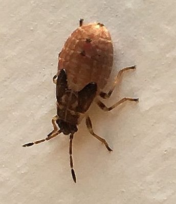 dirt-colored seed bug or false chinch bug