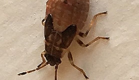 dirt-colored seed bug or false chinch bug
