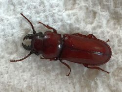pole borer