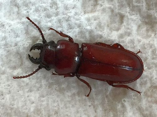 pole borer