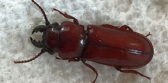 pole borer